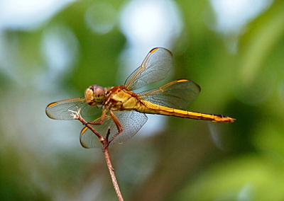 [A side view of a dragonfly holding the top of a brown stem while facing left. Its thorax is yellow and brown and there is a black stripe down the top of its back. Its sides are yellow. Its nose is white. Its eyes are blue-grey. The tips of its wings are black and the pterostigma are bright yellow. ]